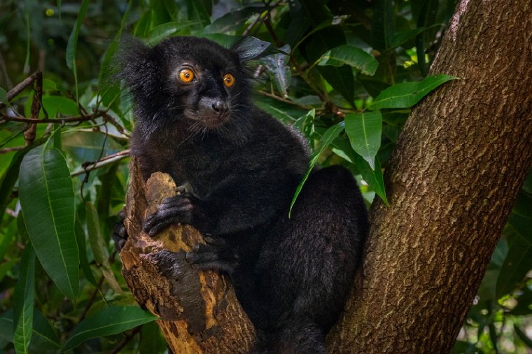 024 Nosy Komba, Madagaskar.jpg